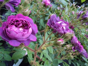 WILLIAM LOBB (shrub)